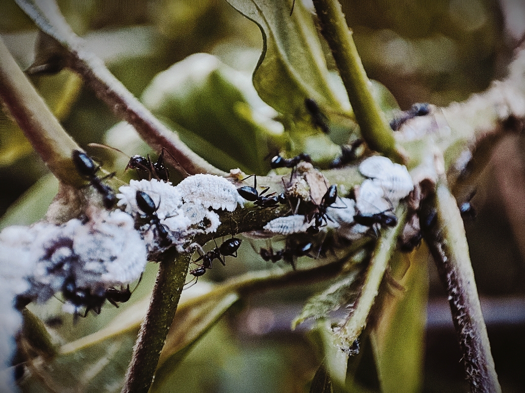 Close-up